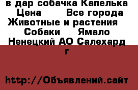 в дар собачка Капелька › Цена ­ 1 - Все города Животные и растения » Собаки   . Ямало-Ненецкий АО,Салехард г.